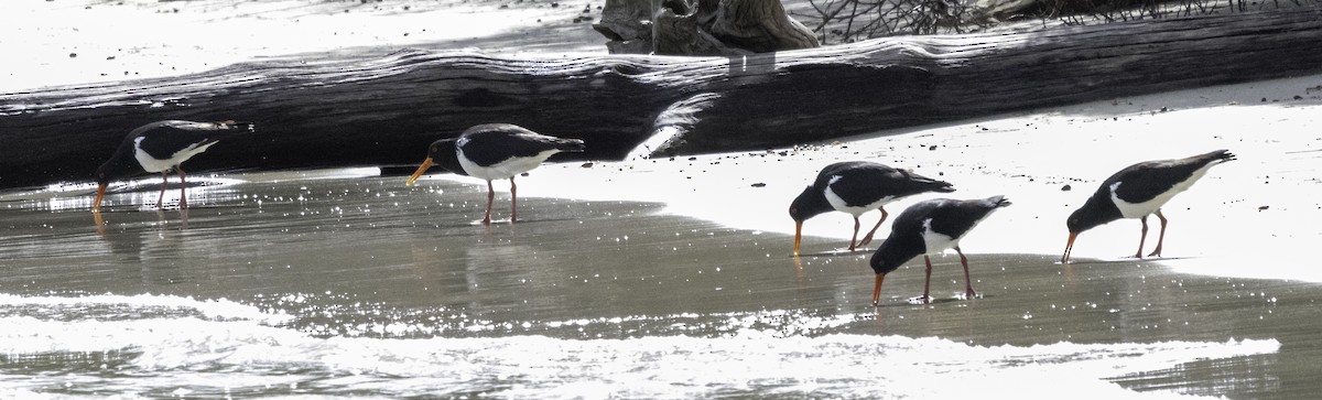 Pied Oystercatcher - ML627488790