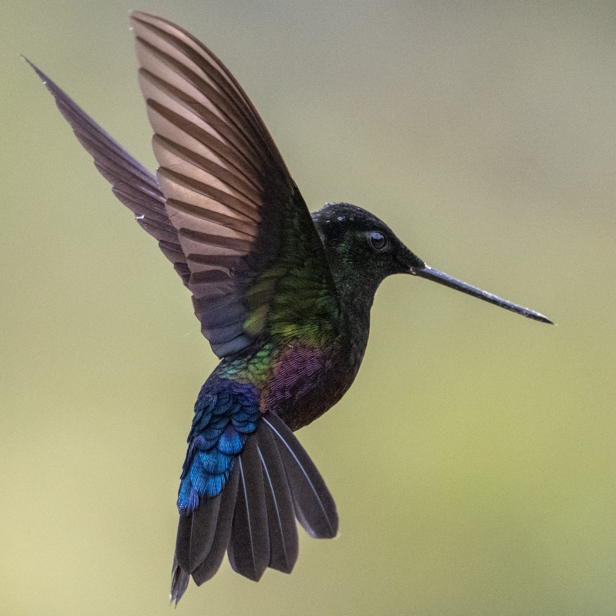 Blue-throated Starfrontlet - ML627488792