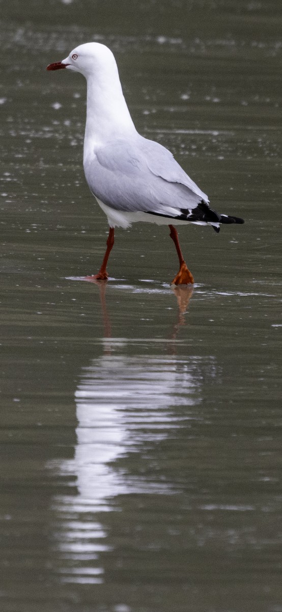 Silver Gull (Silver) - ML627488794