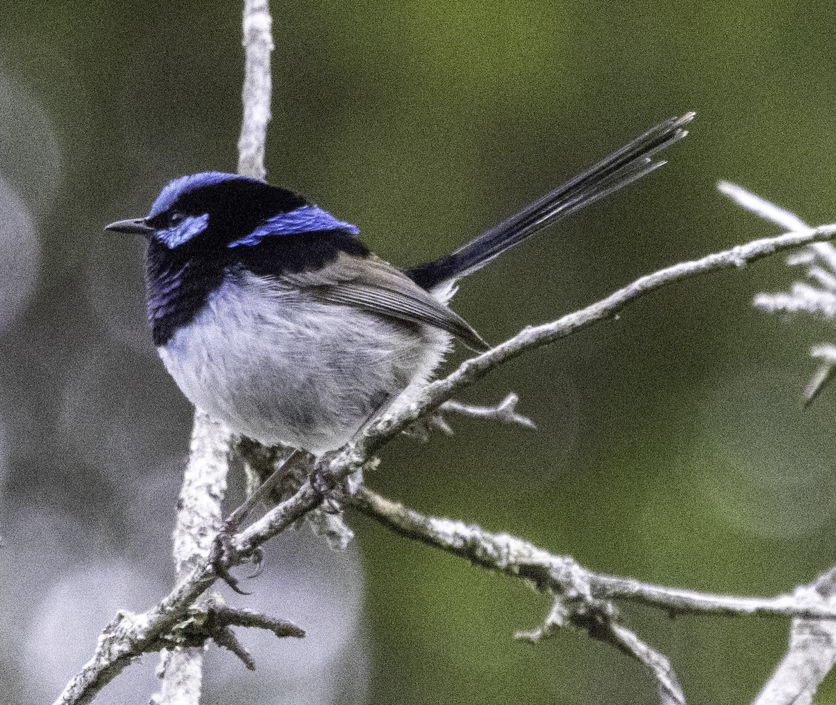 Superb Fairywren - ML627488800