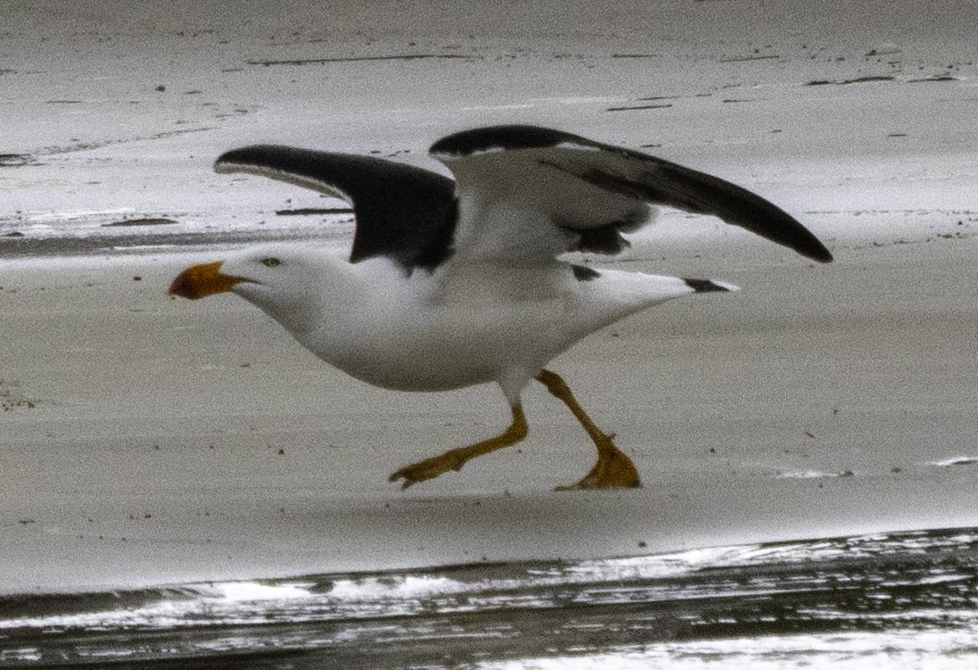 Pacific Gull - ML627488801