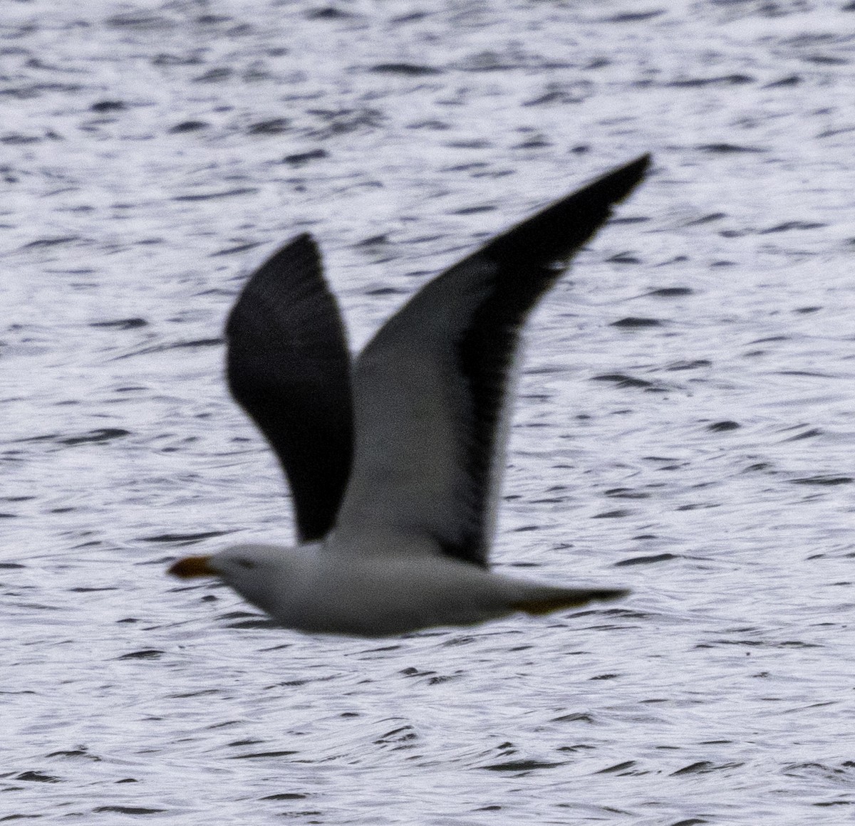 Pacific Gull - ML627488802