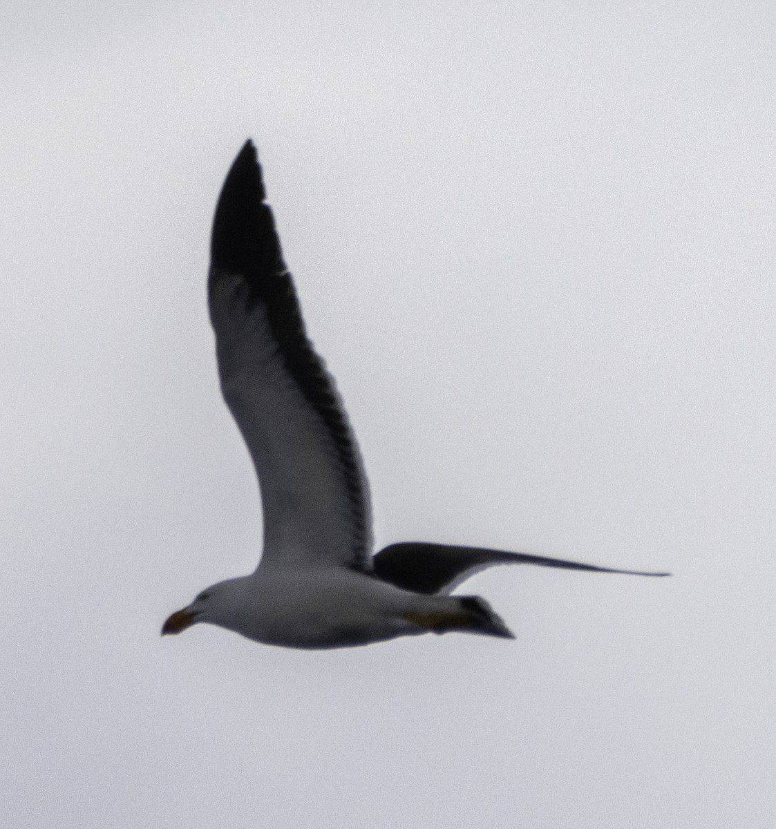 Pacific Gull - ML627488806