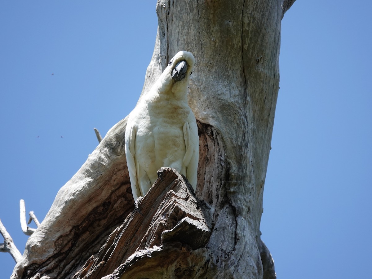 Sulphur-crested Cockatoo - ML627488902