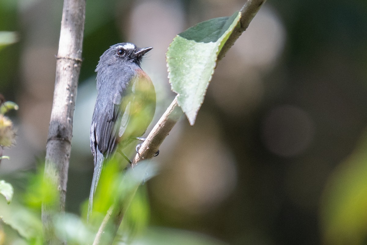 Chestnut-bellied Chat-Tyrant - ML627488964