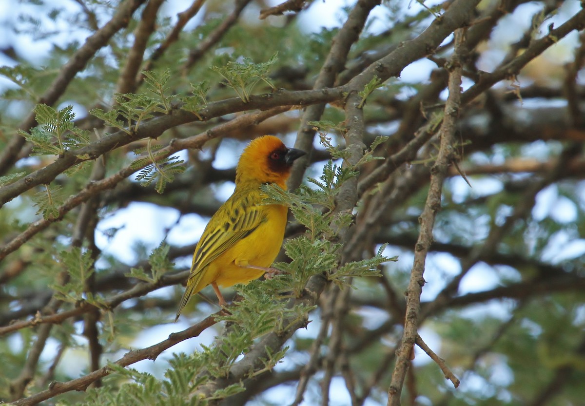 Rüppell's Weaver - ML627489068