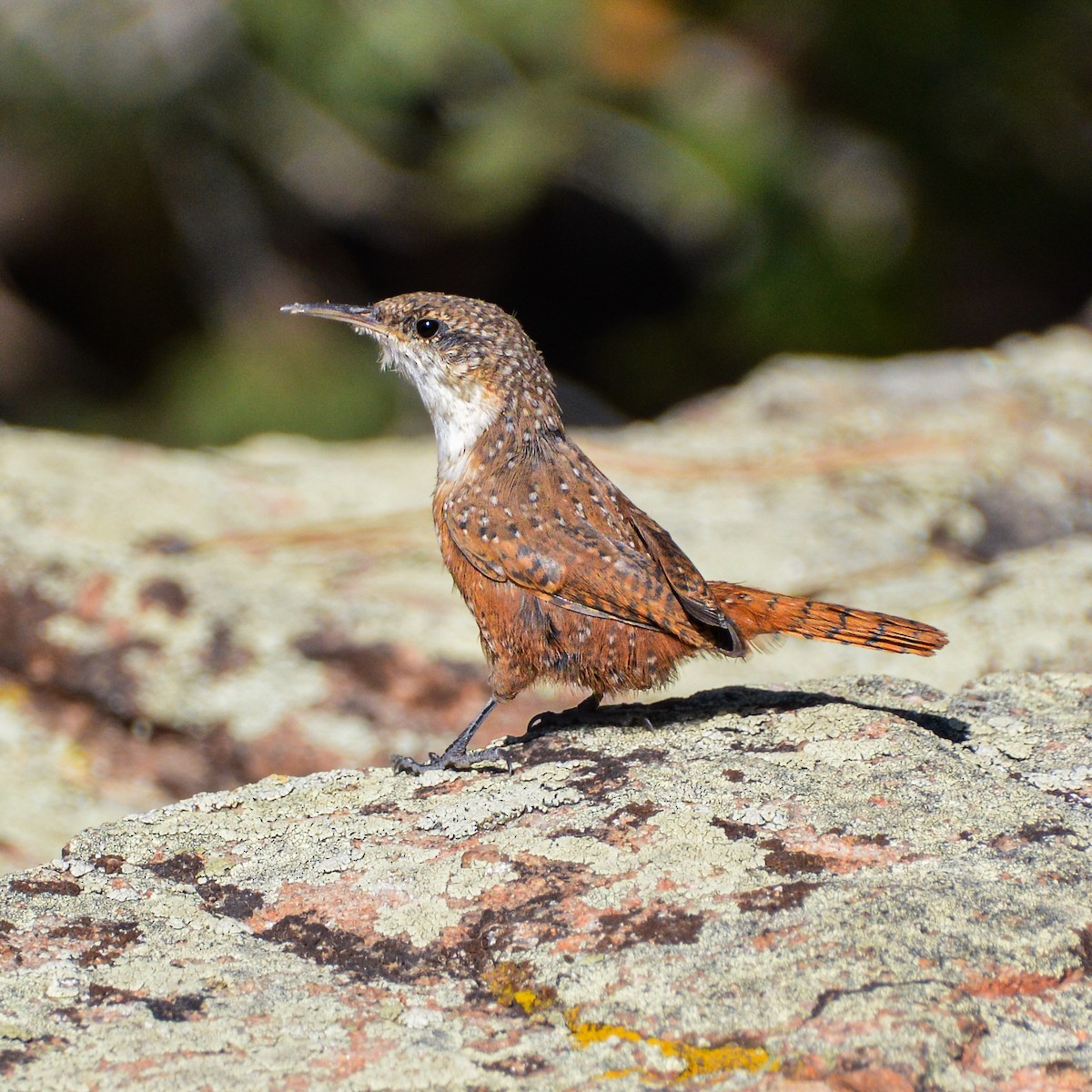 Canyon Wren - ML627489102