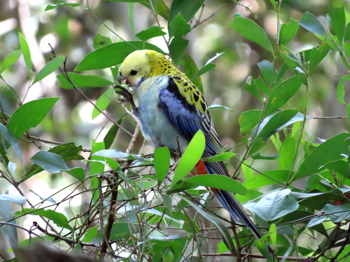 Pale-headed Rosella - ML627489222