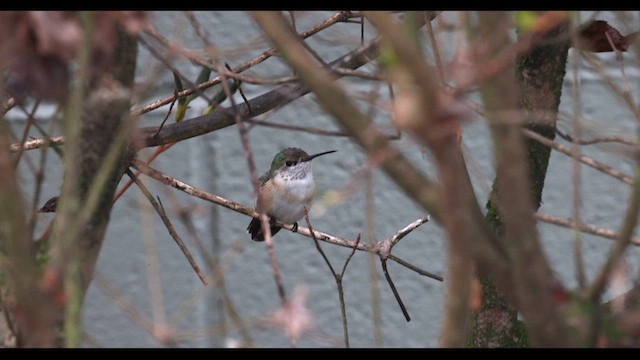 Calliope Hummingbird - ML627489223
