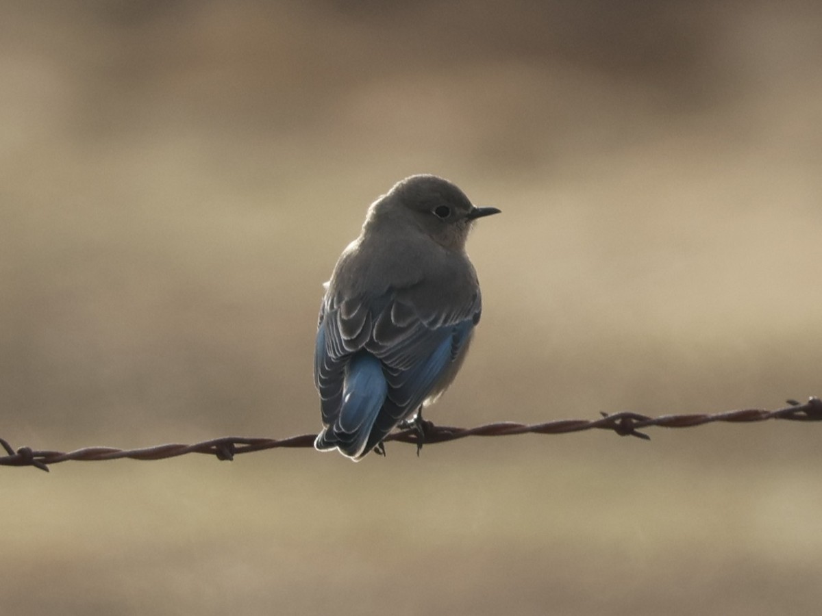 Mountain Bluebird - ML627489247