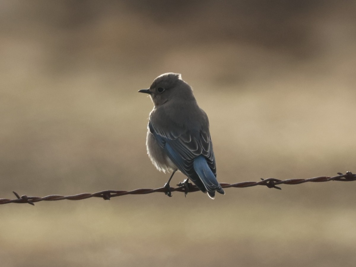 Mountain Bluebird - ML627489250