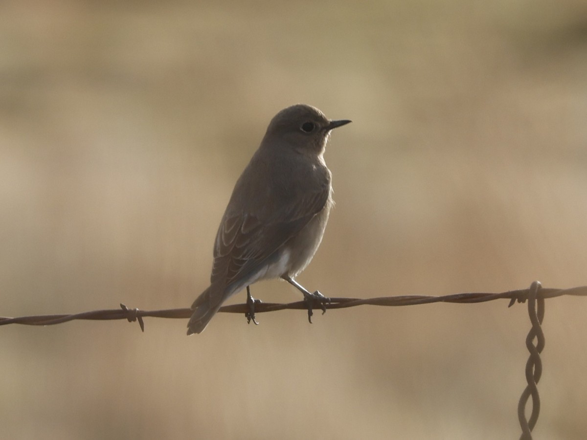 Mountain Bluebird - ML627489256