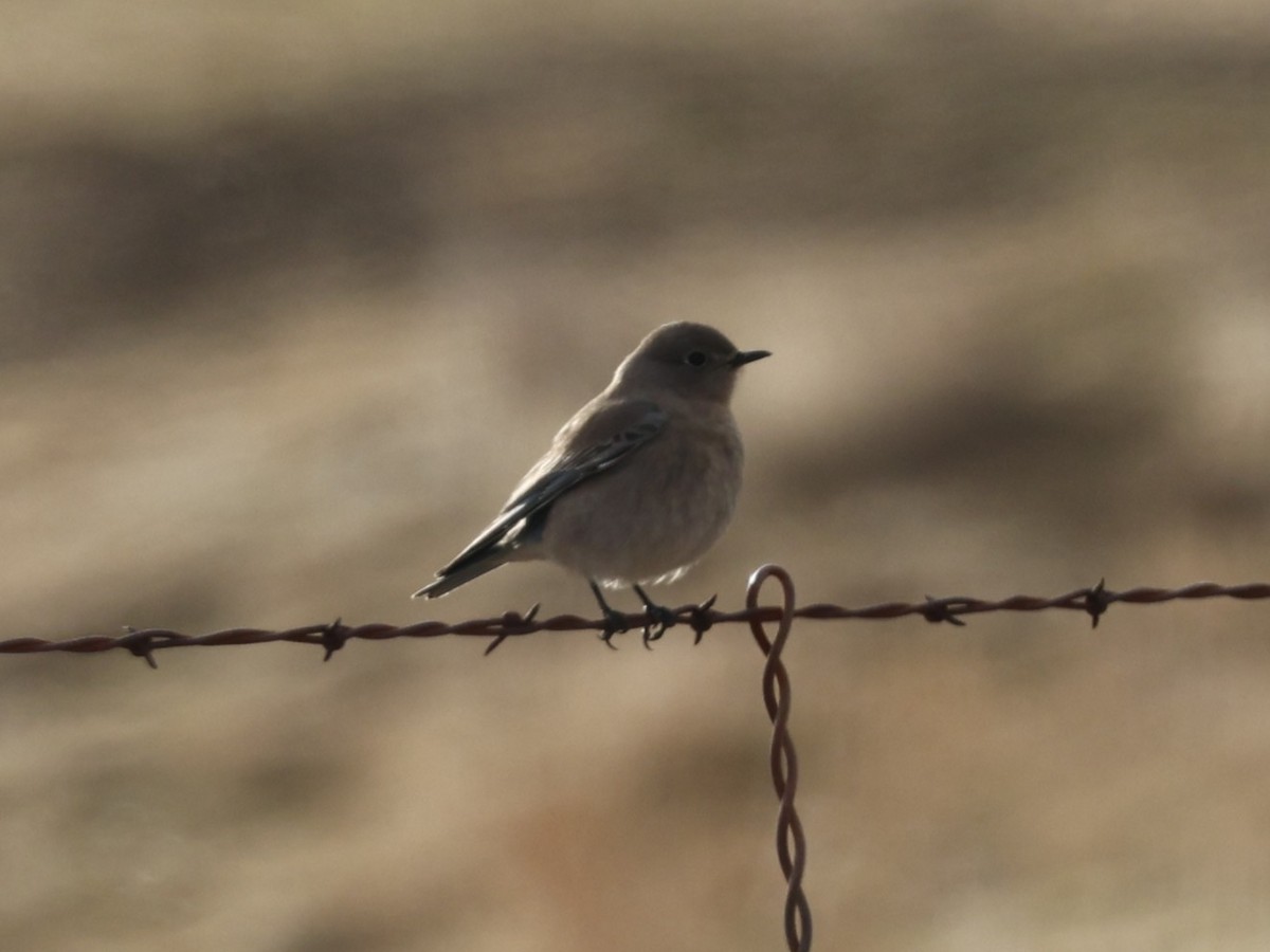 Mountain Bluebird - ML627489259