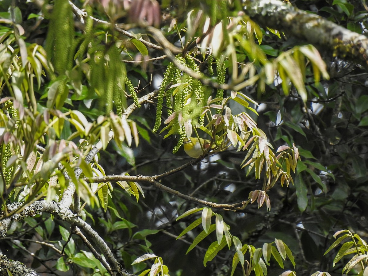 Chestnut-flanked White-eye - ML627489428