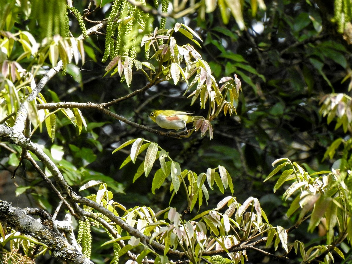 Chestnut-flanked White-eye - ML627489429