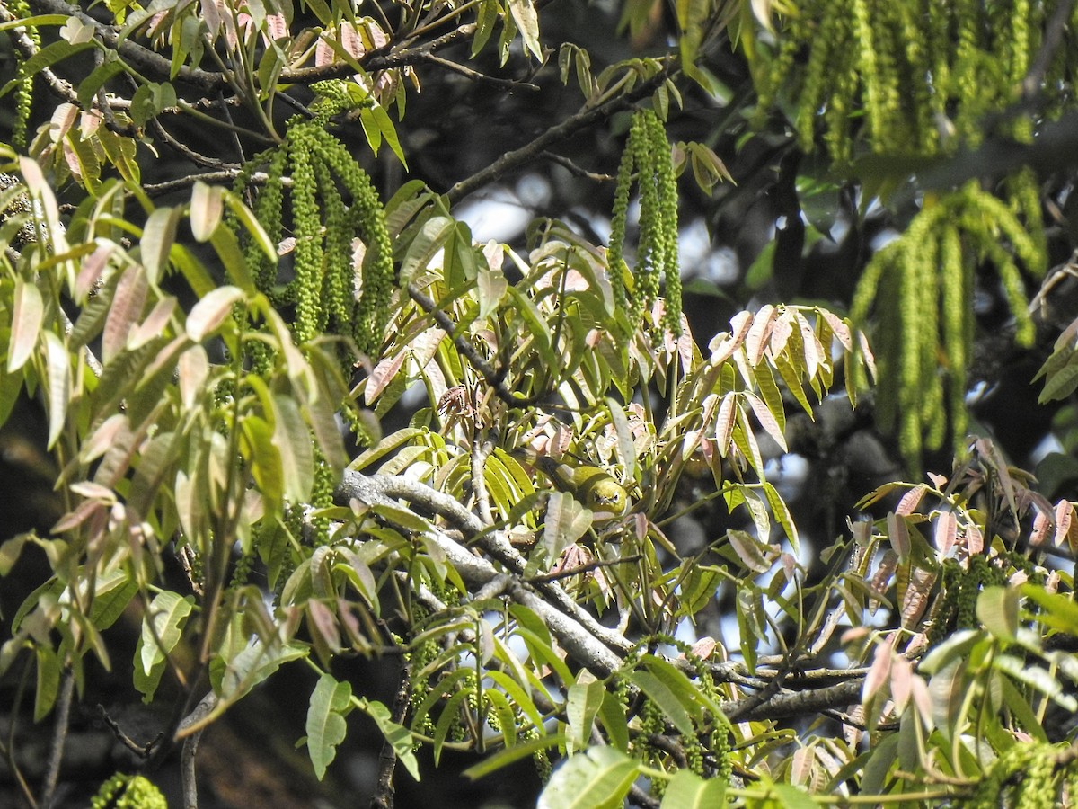 Chestnut-flanked White-eye - ML627489430