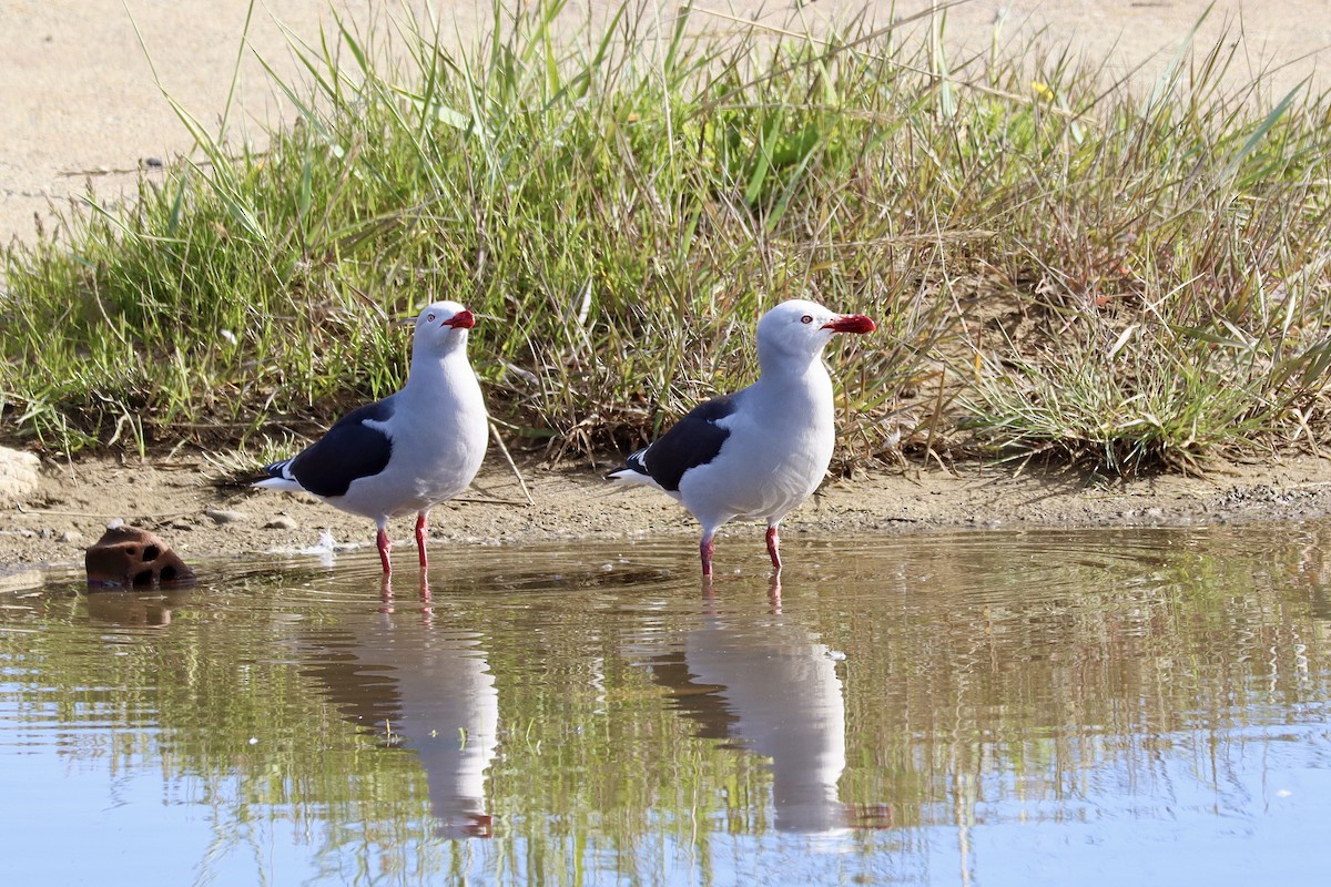 Dolphin Gull - ML627489673