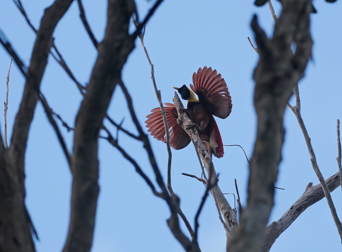 Red Bird-of-Paradise - ML627489765