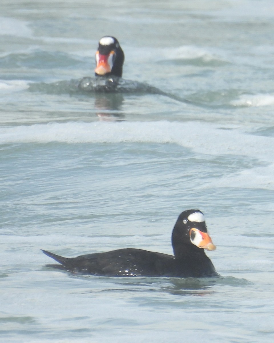 Surf Scoter - ML627489864