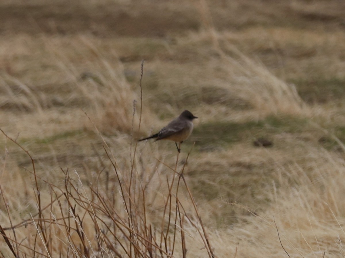 Say's Phoebe - ML627490083