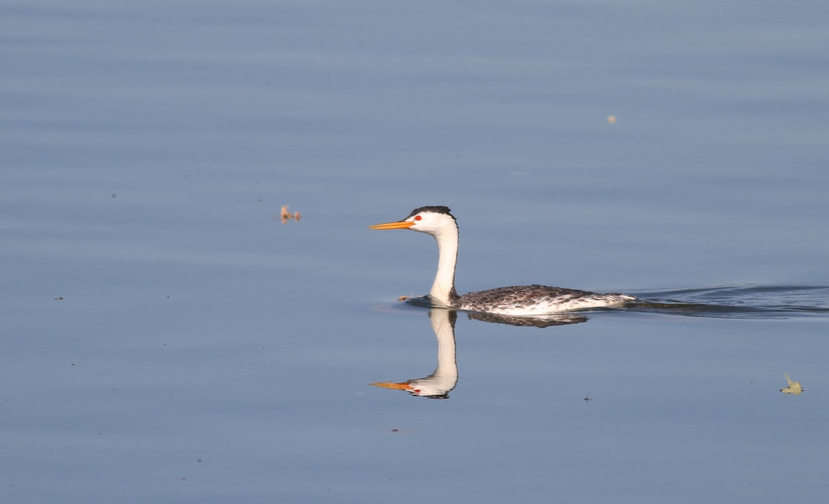 Clark's Grebe - ML62749041