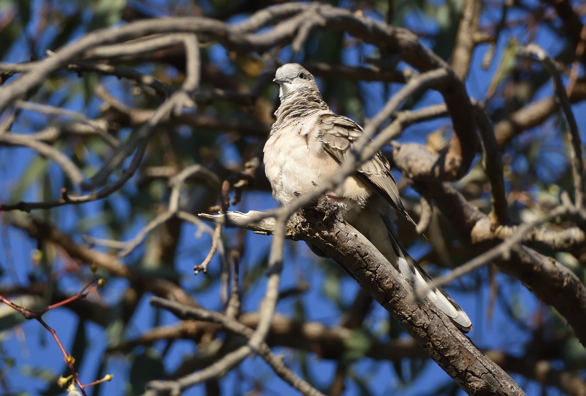 Peaceful Dove - ML627490422