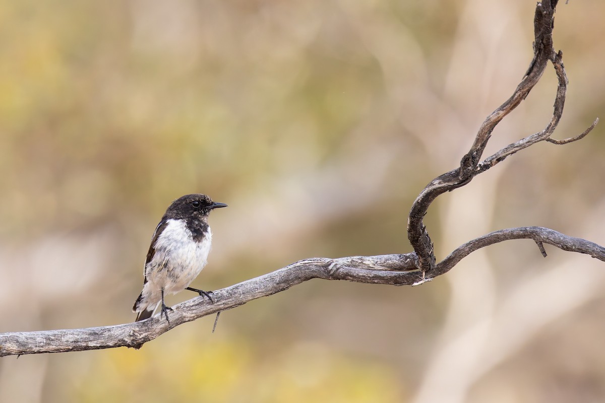 Hooded Robin - ML627490424