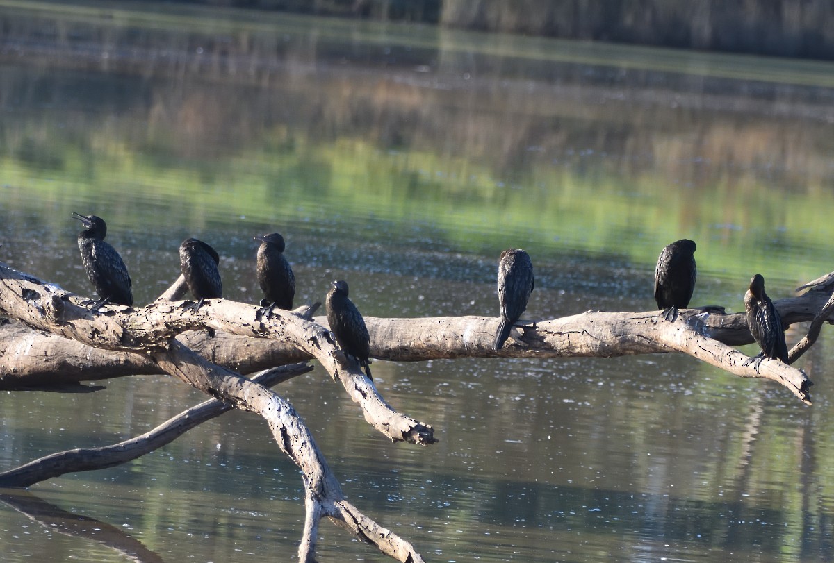 Little Black Cormorant - ML627490432