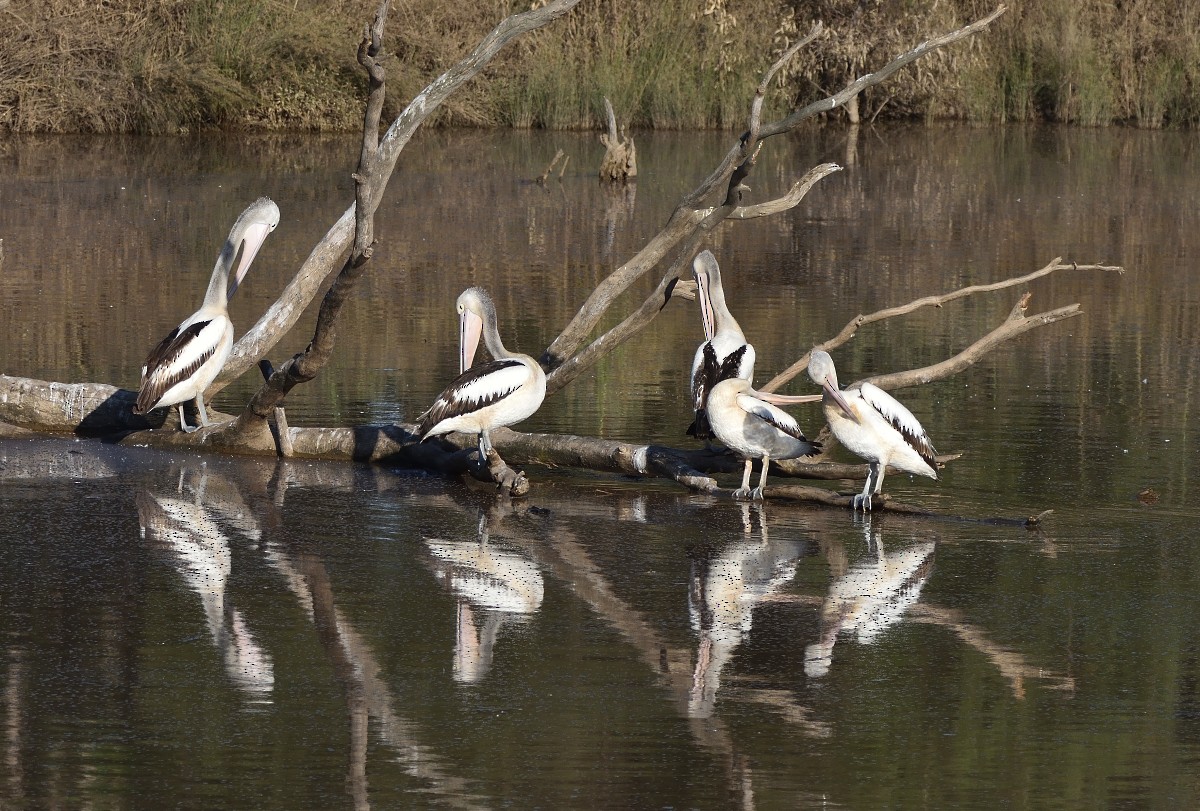 Australian Pelican - ML627490436