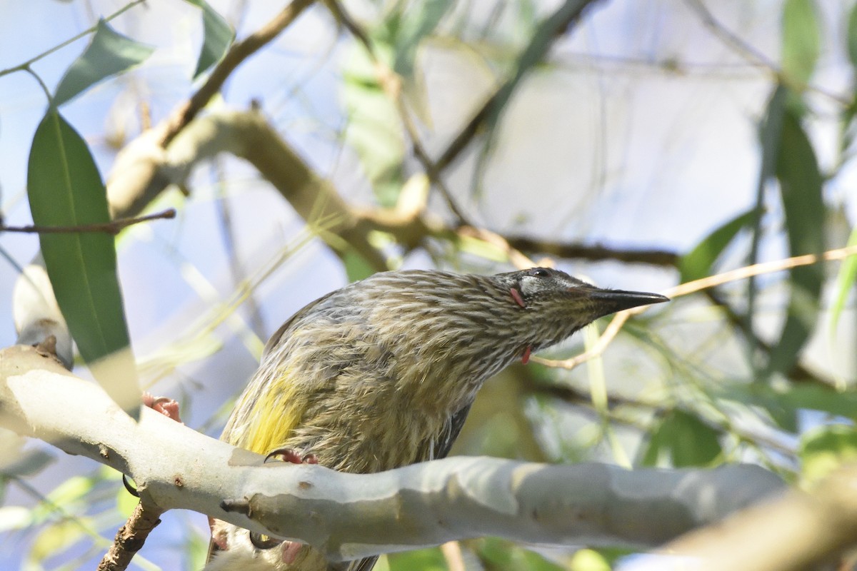 Red Wattlebird - ML627490448