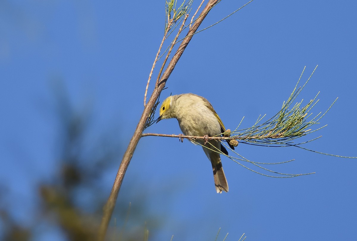 White-plumed Honeyeater - ML627490454