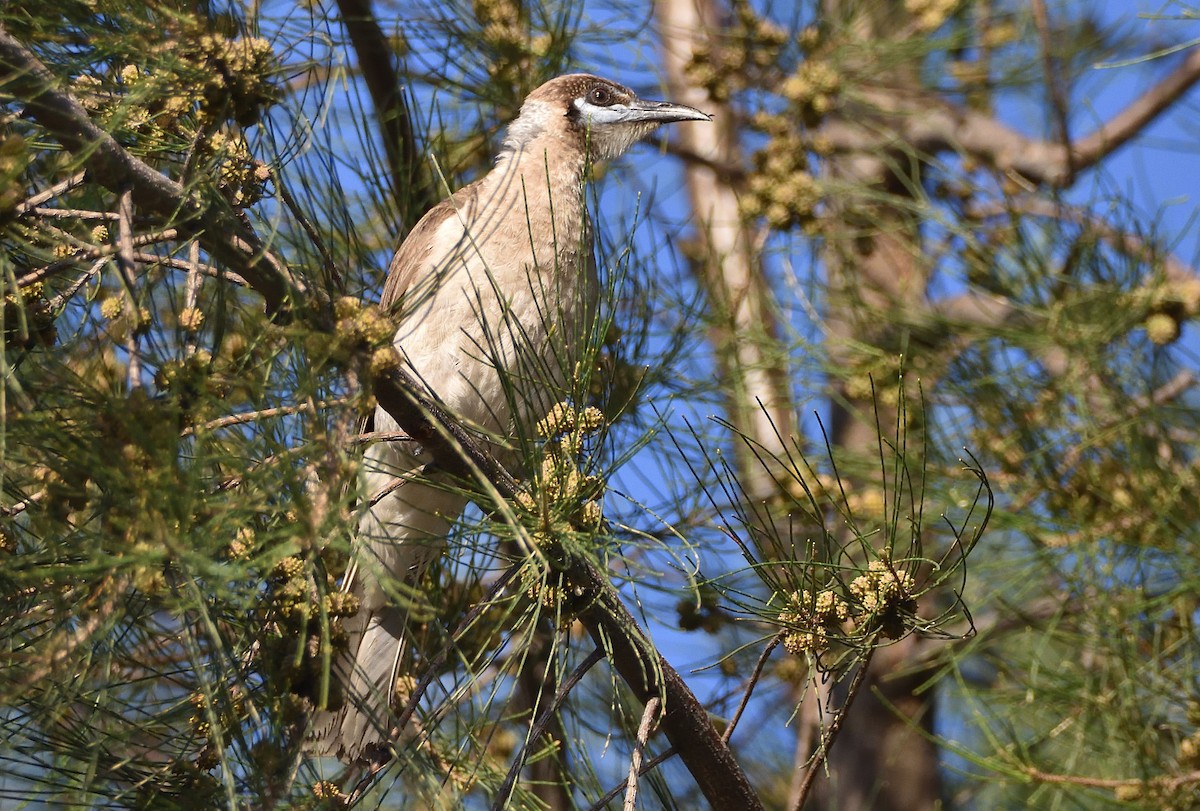 Little Friarbird - ML627490458