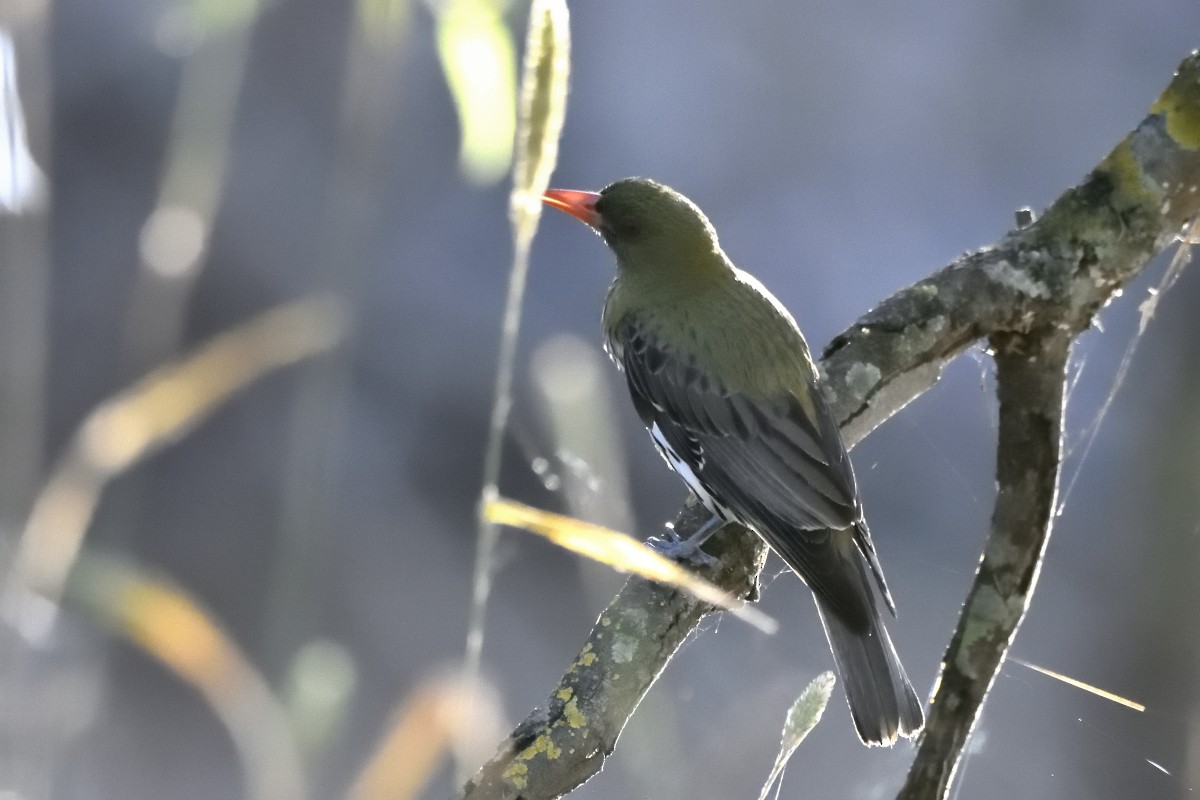 Olive-backed Oriole - ML627490465