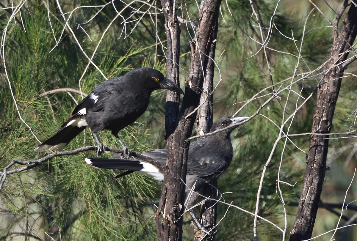 Pied Currawong - ML627490469