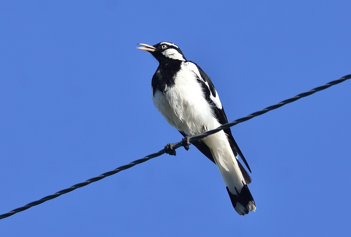 Magpie-lark - ML627490474