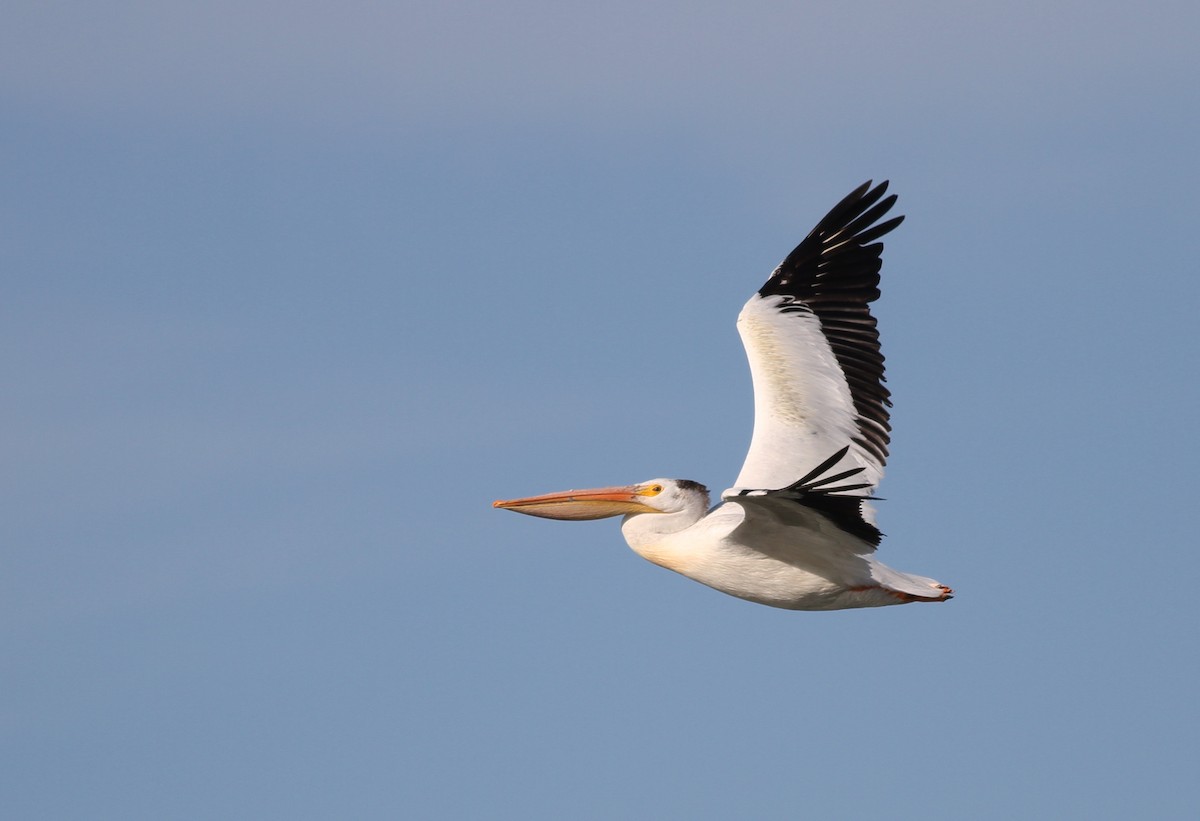 American White Pelican - ML62749061