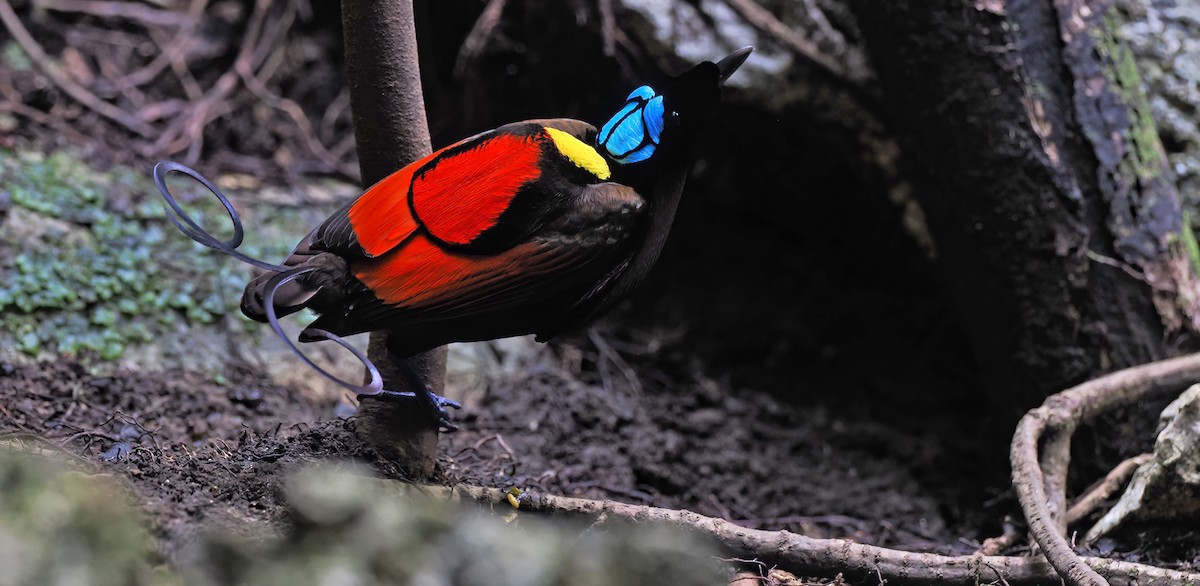 Wilson's Bird-of-Paradise - ML627490691