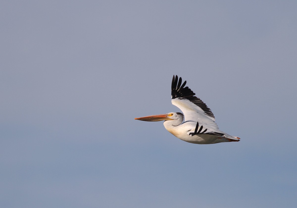 American White Pelican - ML62749071