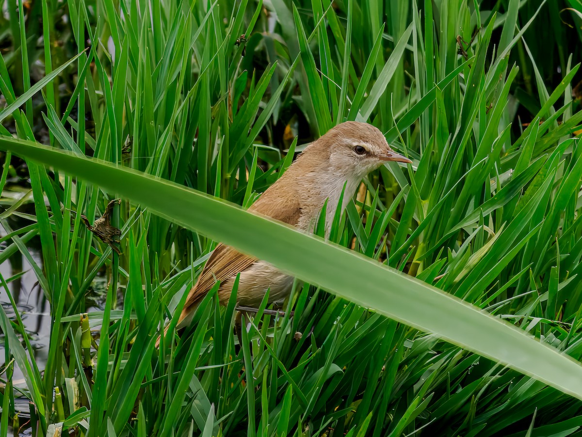 Lesser Swamp Warbler - ML627490855