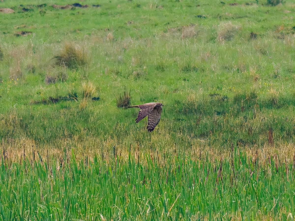 African Marsh Harrier - ML627490877