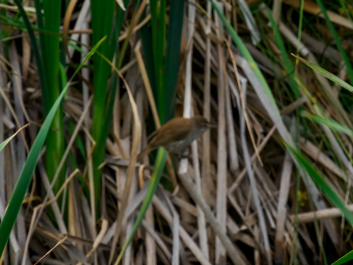 Lesser Swamp Warbler - ML627490882