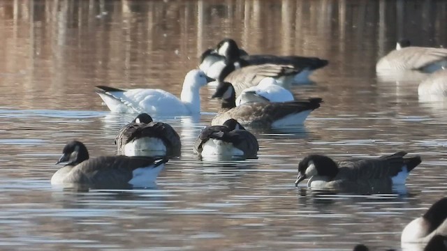 Ross's Goose - ML627490912