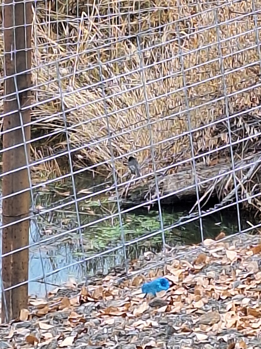 Black Phoebe - ML627490940