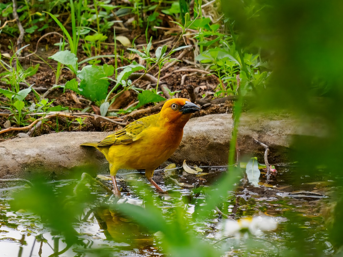 Cape Weaver - ML627490947