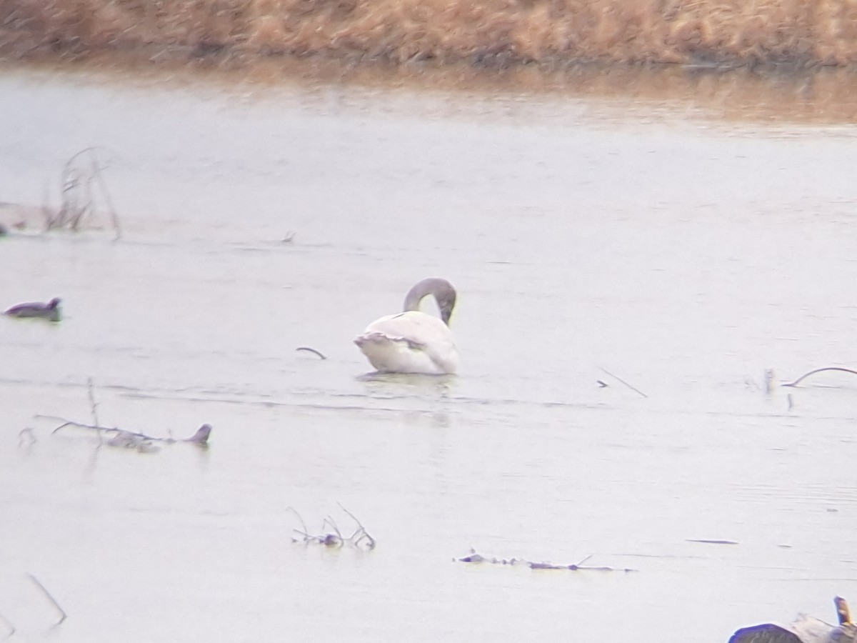 Tundra Swan - ML627491069
