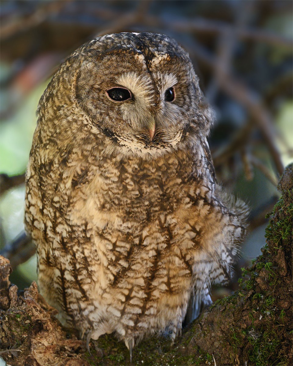 Himalayan Owl - ML627491256