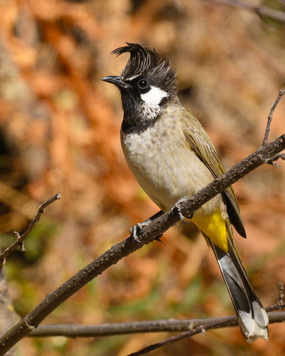 Himalayan Bulbul - ML627491262