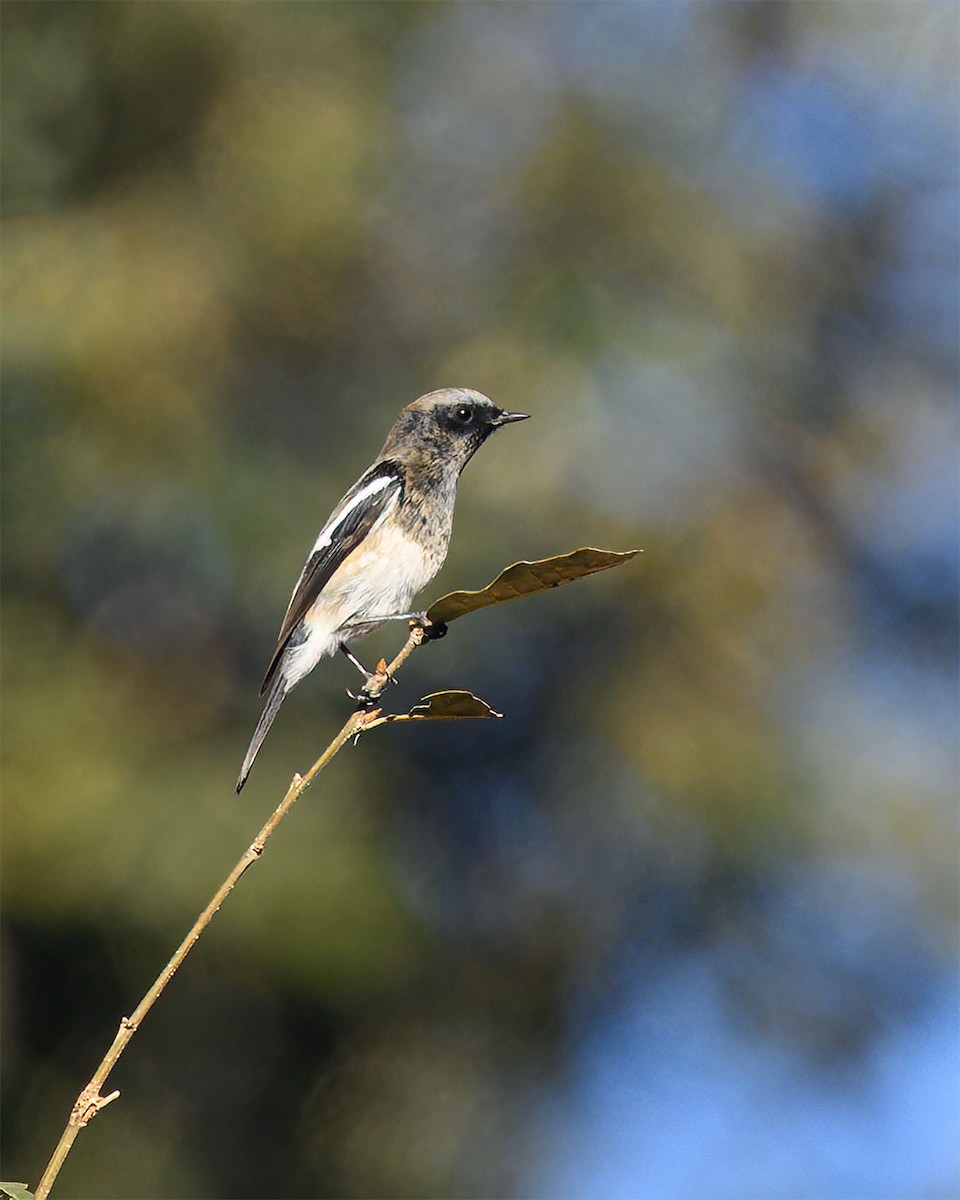 Blue-capped Redstart - ML627491272