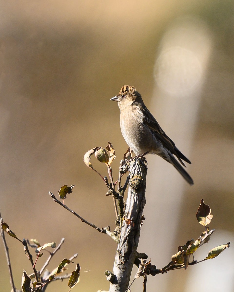 Plain Mountain Finch - ML627491281