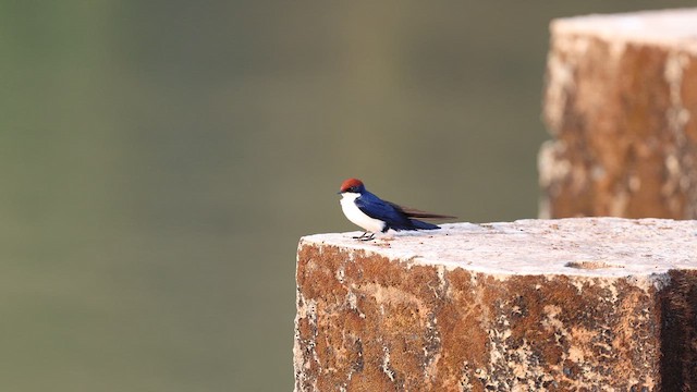 Wire-tailed Swallow - ML627491289